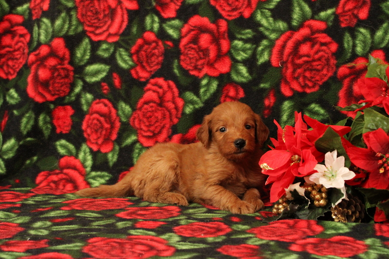 puppy, for, sale, Mini Goldendoodle F1, Matthew B. Stoltzfus, dog, breeder, Gap, PA, dog-breeder, puppy-for-sale, forsale, nearby, find, puppyfind, locator, puppylocator, aca